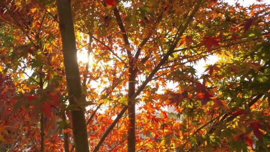 多彩枫树秋天里的红色枫叶