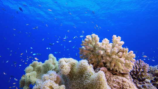海底海珊瑚鱼群视频素材模板下载