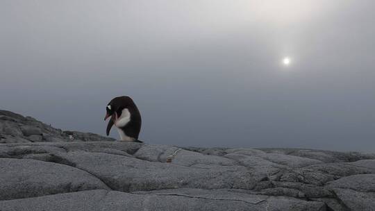 南极的企鹅
