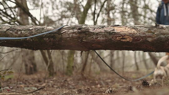 一只小狗跳过森林里倒下的树视频素材模板下载