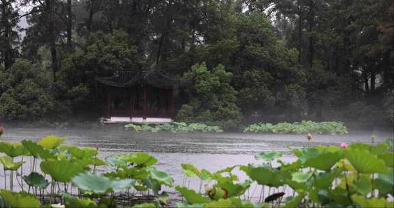 （慢镜）中国杭州西湖曲院风荷下雨天