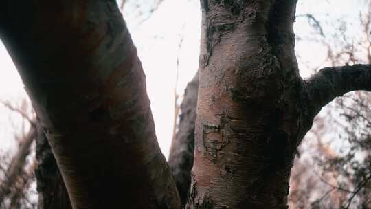 白桦树白石山