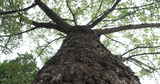 惠州木棉树高清在线视频素材下载