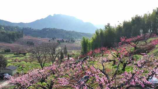 桃花树桃花林桃花山视频素材模板下载