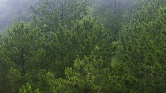 下雨雨景雾中茂密松树林景观