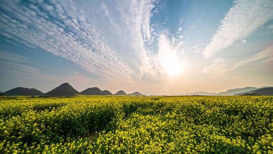 油菜花海景区日落延时