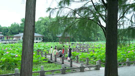 武汉东湖磨山景区盆景园