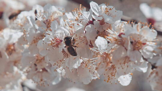 蜜蜂绕着杏花飞视频素材模板下载
