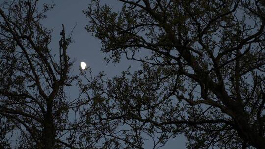 夜晚月亮在树梢