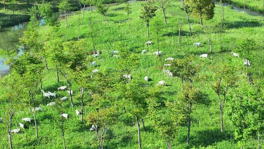 航拍草地上吃草的生态山羊群视频素材模板下载