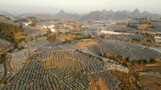 航拍广西金桔大面积种植基地