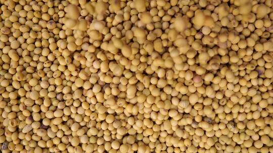 农作物优质大黄豆丰收