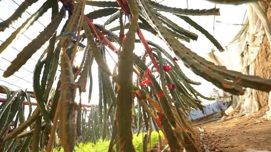 火龙果种植基地