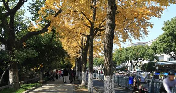 苏州道前街秋天美丽银杏树秋景