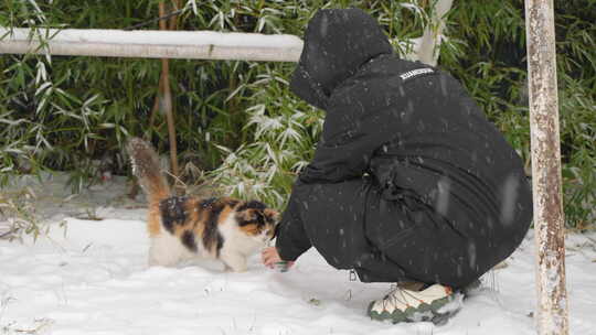 下雪天冬季喂养流浪猫三花猫救助流浪猫视频素材模板下载