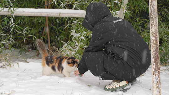 下雪天冬季喂养流浪猫三花猫救助流浪猫