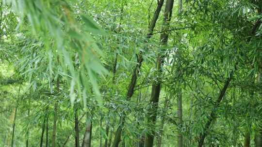 下雨天竹林景观特写，竹节挺拔竹叶繁茂