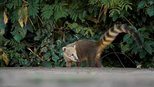 Coati， Nasua，散步，浣熊