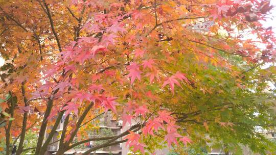 秋天大树秋天里的红色枫叶