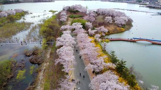 航拍公园道路两旁美丽的樱花