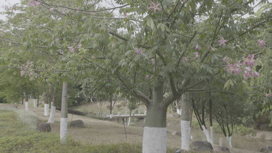 城市里的花朵