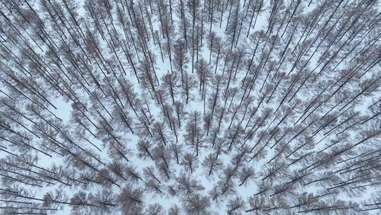 雪花飘落林中视频素材