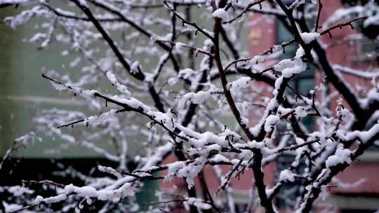 白雪覆盖的树枝视频素材模板下载