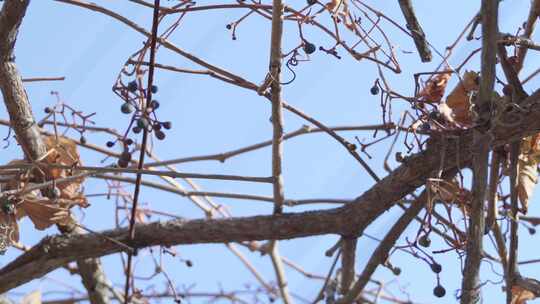 蓝天下的枯萎野葡萄秧苗