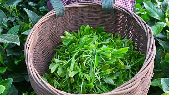 茶农把采摘的新鲜茶叶放入背篓