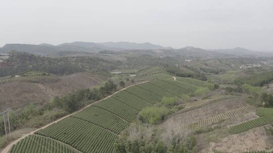 江苏常州溧阳茶园风景