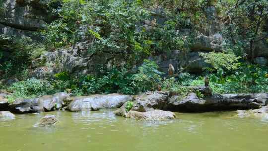 公园野生的猴子跳水戏水