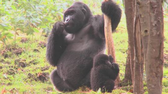 卢旺达的山地大猩猩视频素材模板下载