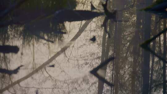 湿地沼泽地晨雾空镜视频素材模板下载