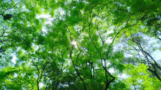 阳光树林绿色森林海红豆树相思树合集