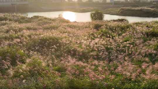 杭州余杭下陡门村芦苇荡