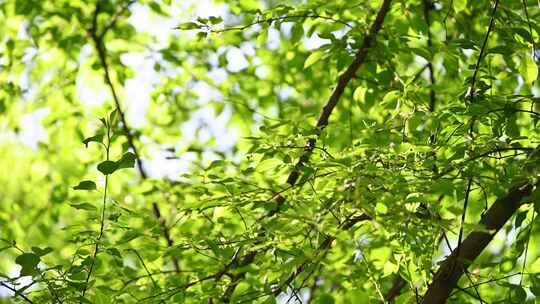 春天阳光穿过绿色树枝叶逆光特写