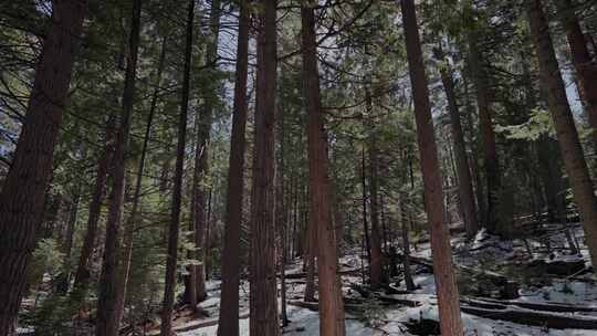 优胜美地，森林，雪，冬天