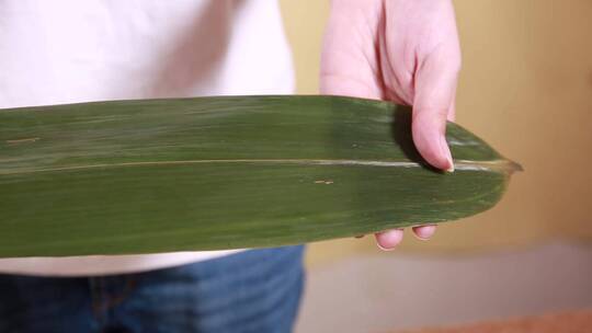 食品安全辨别蓝钒保鲜粽子