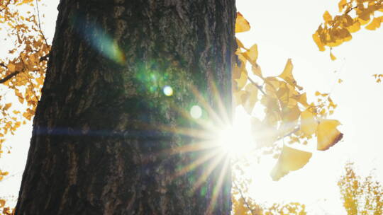 秋天 银杏 唯美 阳光透过树叶视频素材模板下载