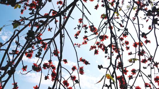 瀑布般的木棉花海岭南特色盛开的百年木棉花