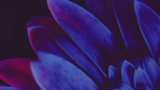 【镜头合集】微距光影旋转非洲菊