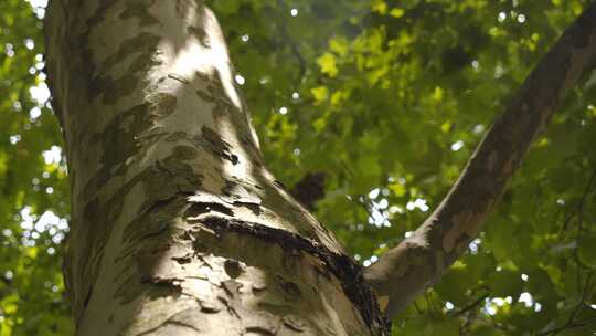 斑驳阳光下的树叶和梧桐树视频素材模板下载