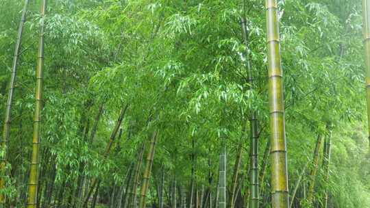 下雨天竹林景观特写，竹节挺拔竹叶繁茂