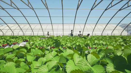 室内农业种植和机器人管理智慧农业