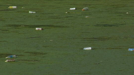 瓶子漂浮在充满藻类的水中