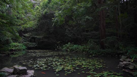 杭州西湖景区虎跑公园森林氧吧