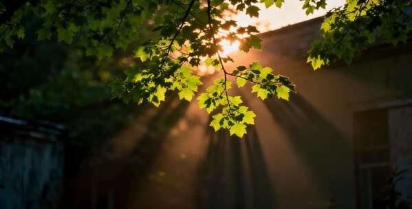 阳光透过树叶洒下的景象