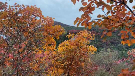 山东淄博博山柿岩古村，秋季满山红叶景观