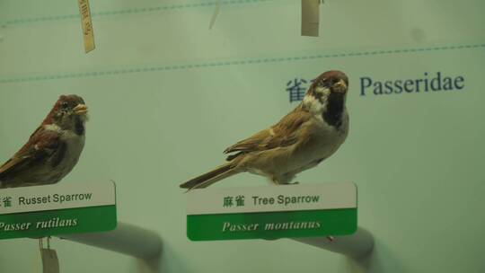 山雀翠鸟小型鸟类标本