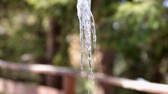 雪冰雪融化春春天种子发芽化雪万物复苏生长